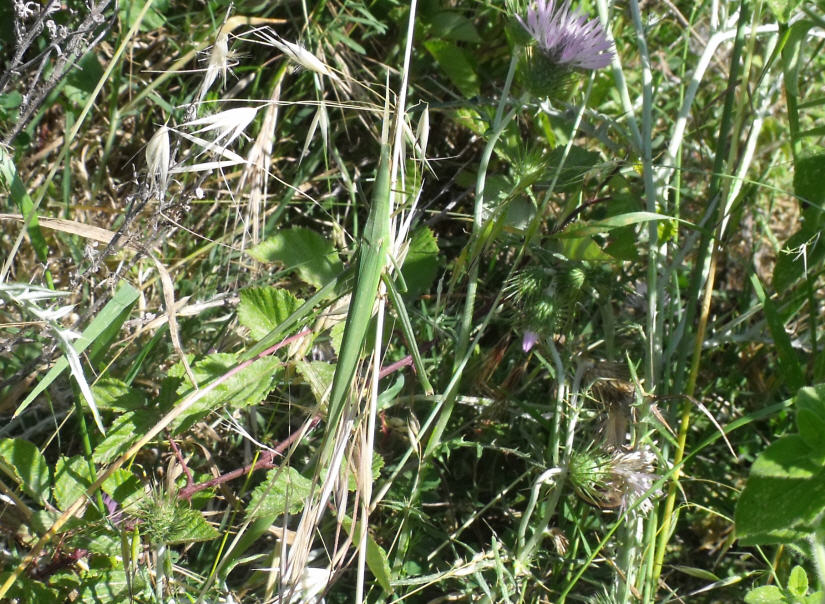 Acrididae Acridinae